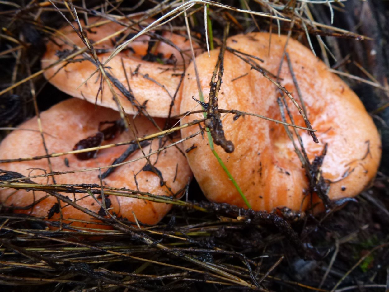 Съедобные грибы Республики Коми