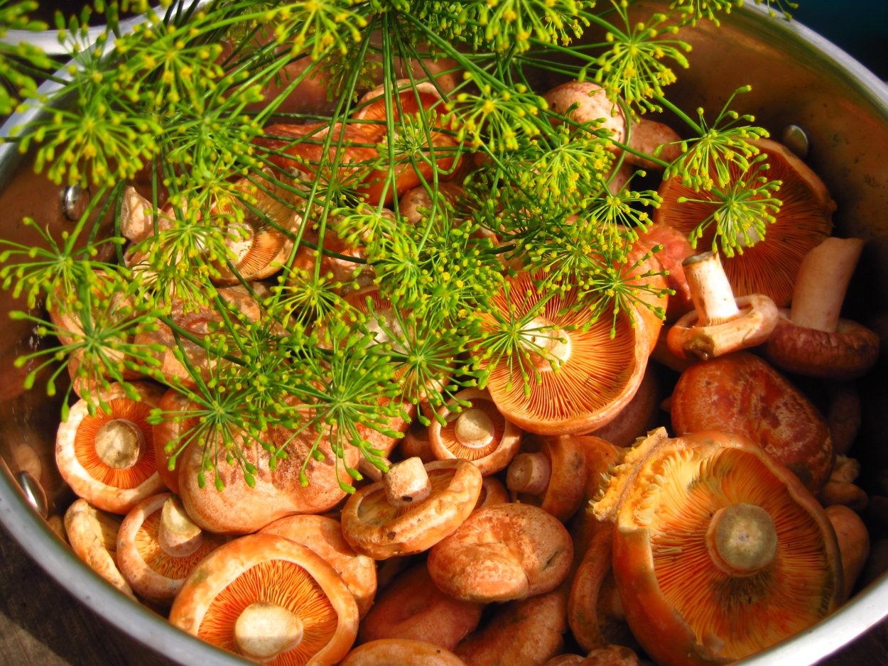 Белые грибы на Командорских островах