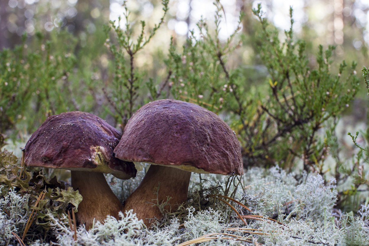 Съедобные грибы Якутии