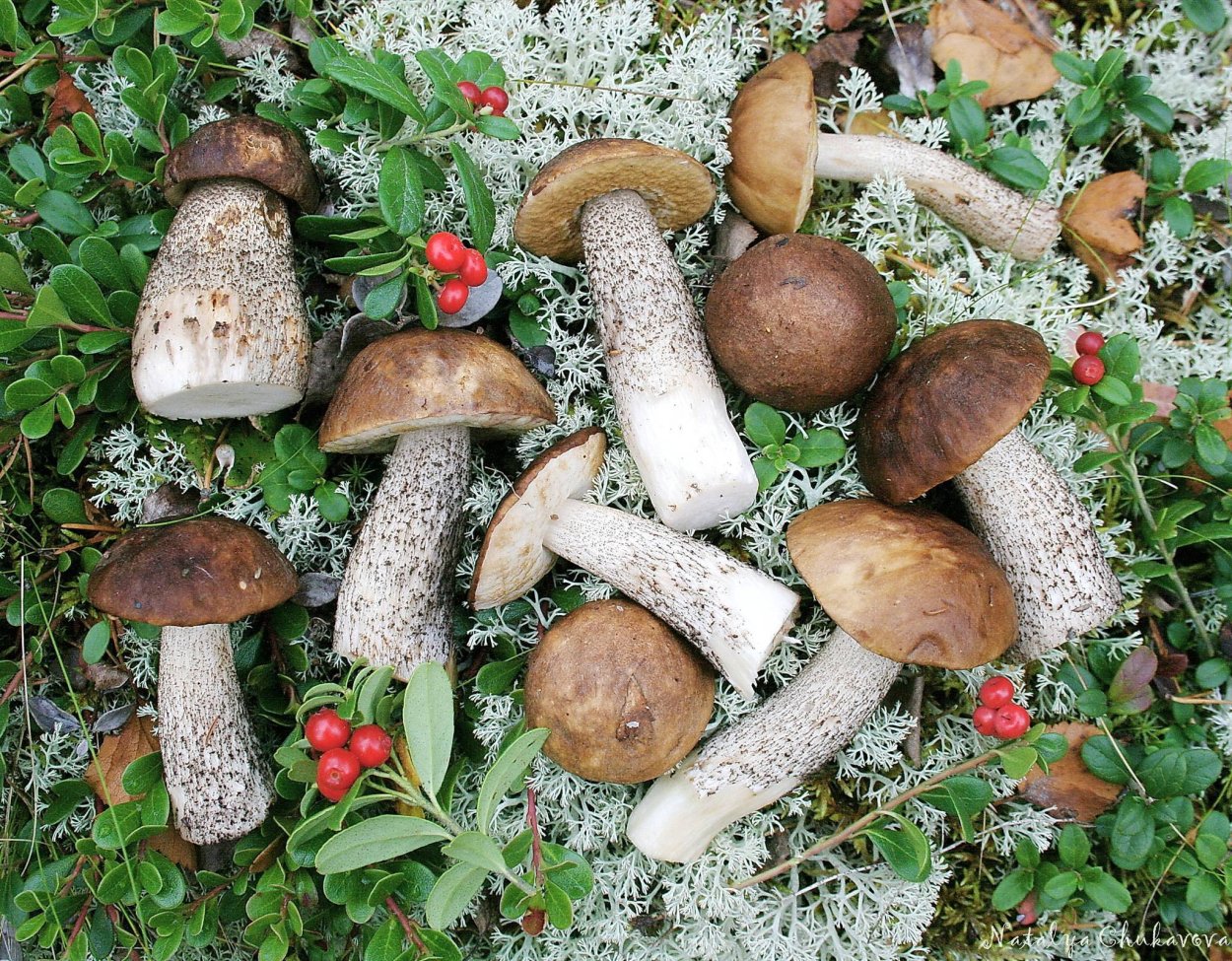 Белые грибы Республика Коми