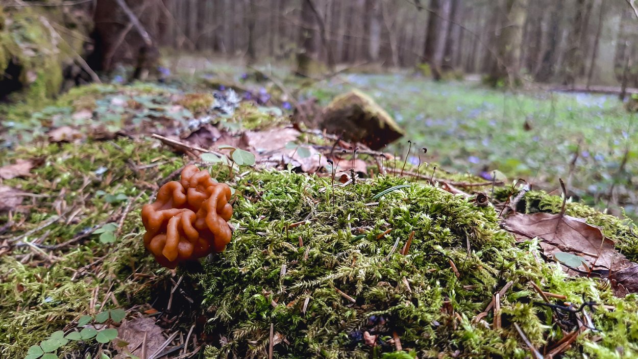 Морошка и брусника Карелия