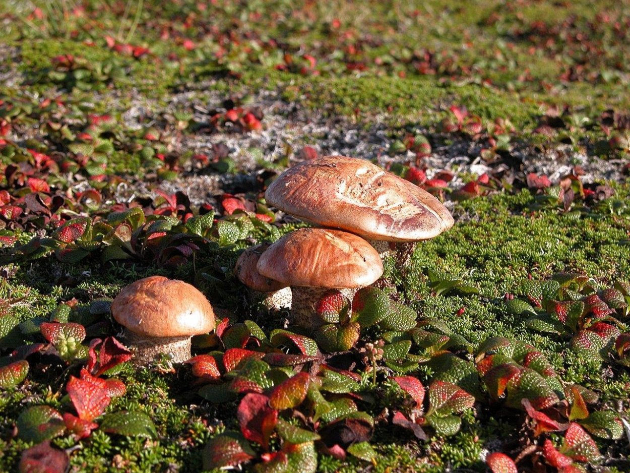 Грибы маслята красные