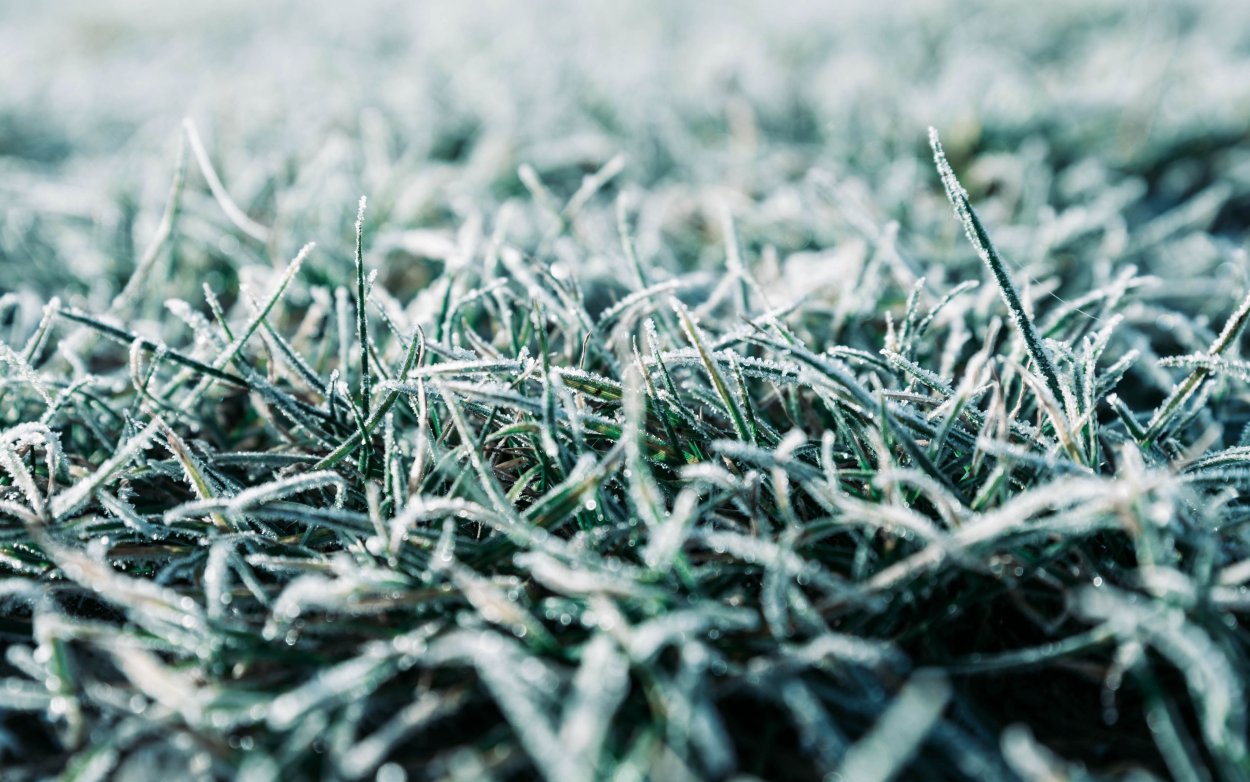 Иней на траве