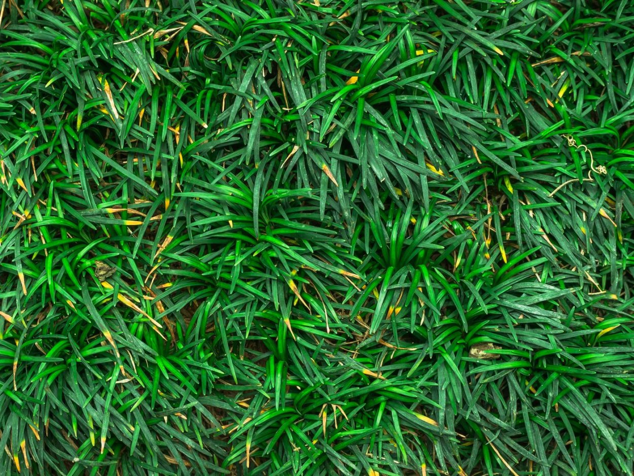 Трава сверху