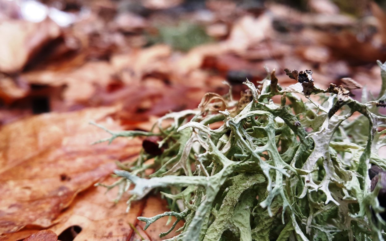 Трава в инее Эстетика