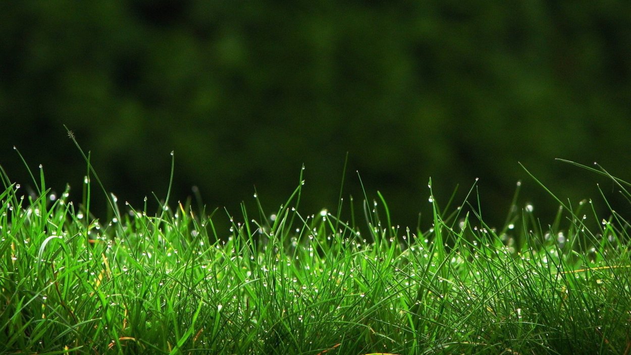 Природа трава