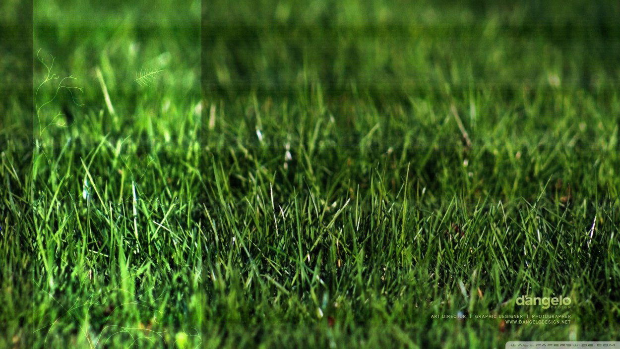 Зелень трава