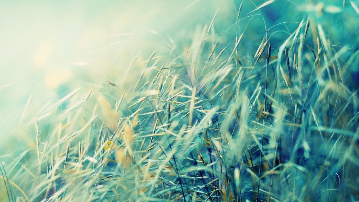 Газон текстура