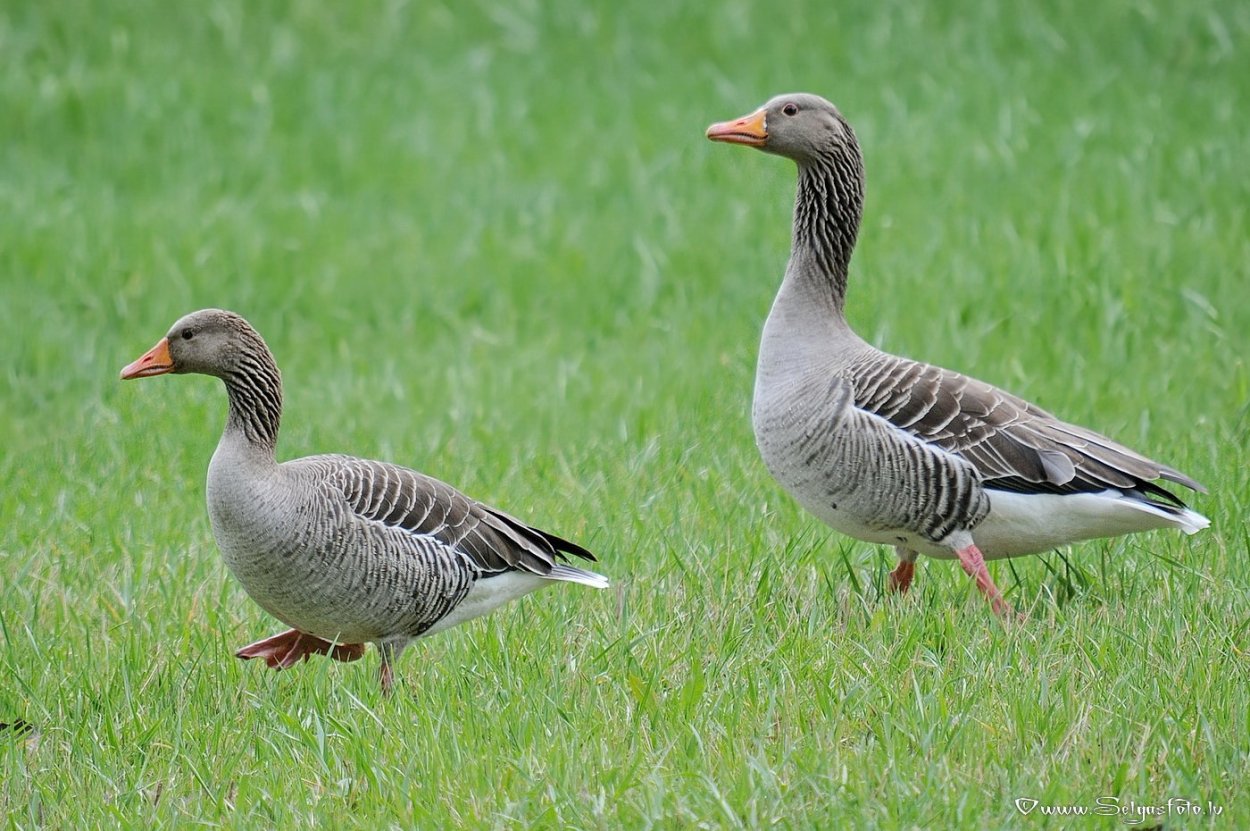 Се́рый Гусь (Anser Anser)