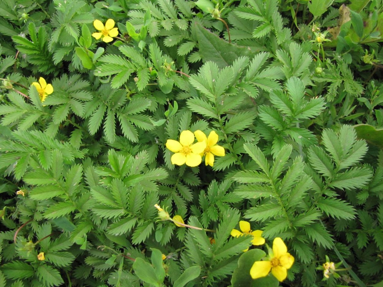 Лапчатка гусиная (Potentilla anserina)