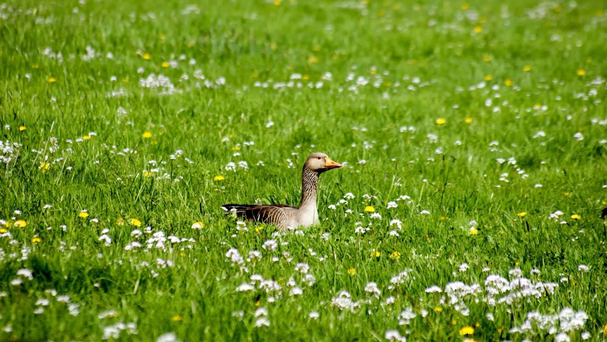 Гусиная травка
