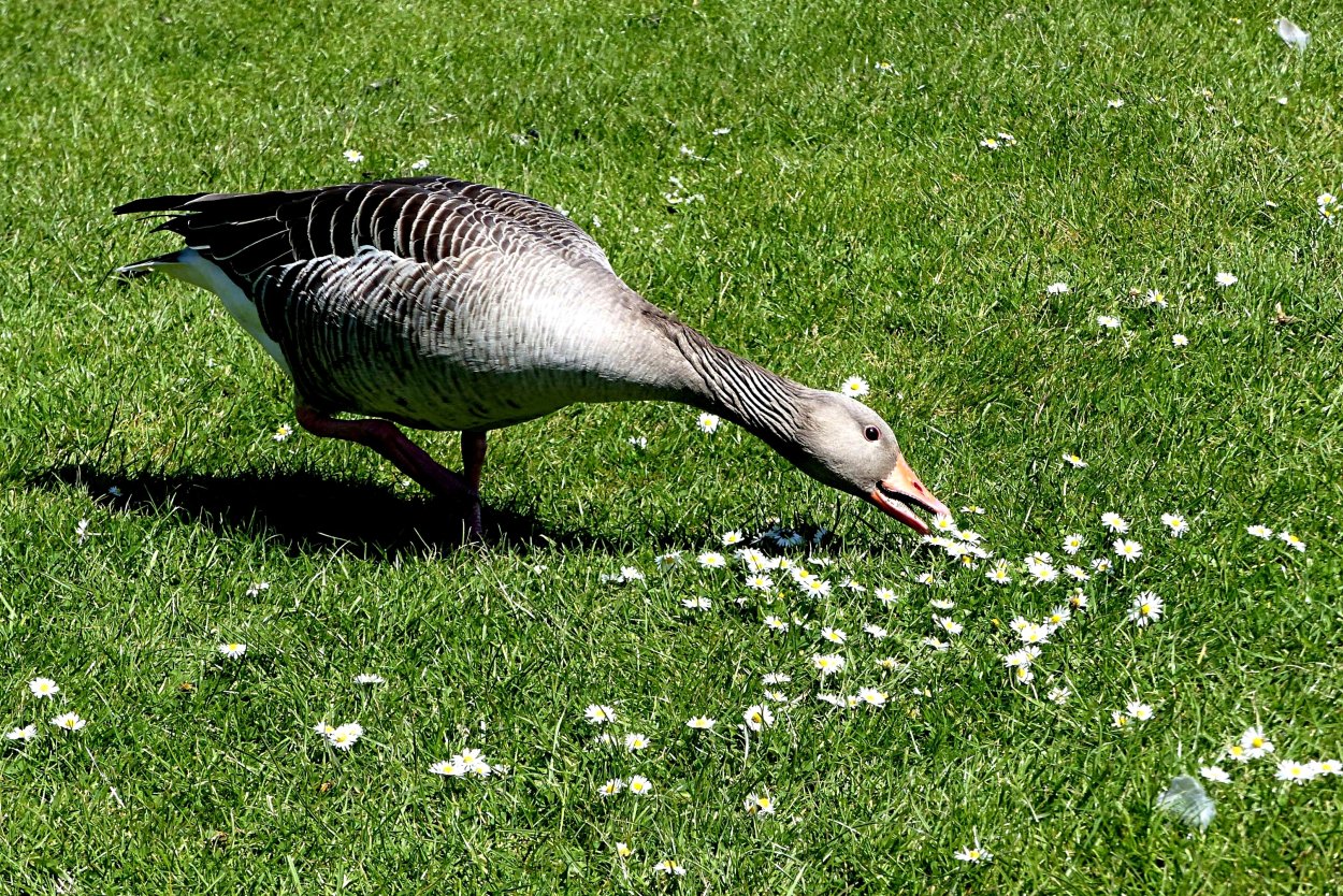 Отряд Гусеобразные питание