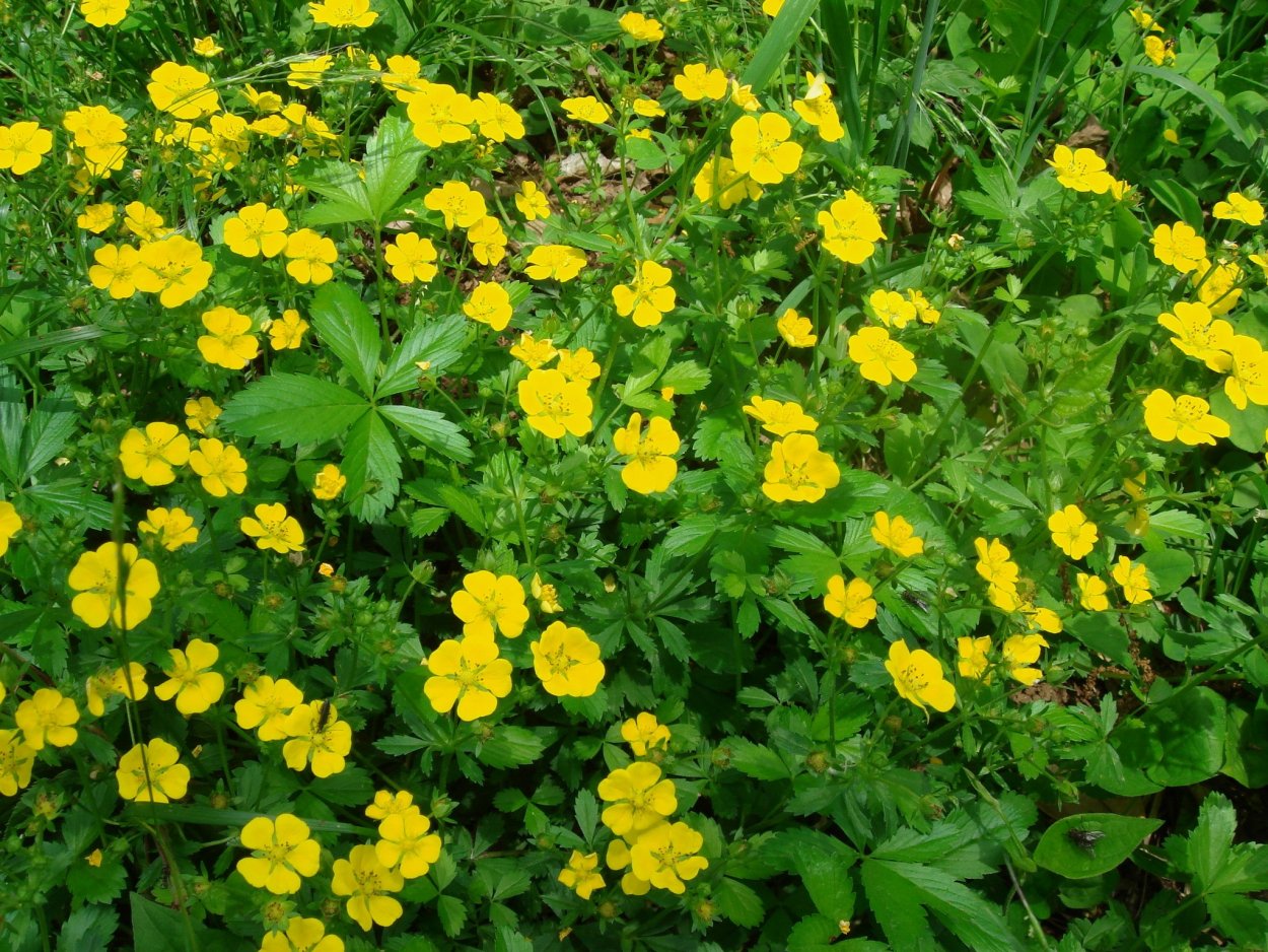 Трава лапчатка гусиная