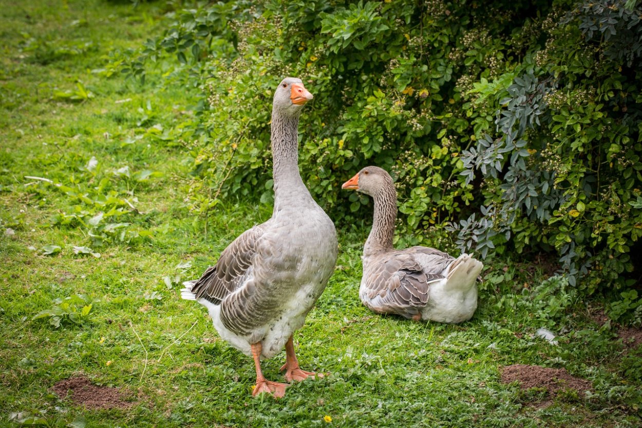 Гусиная трава спорыш