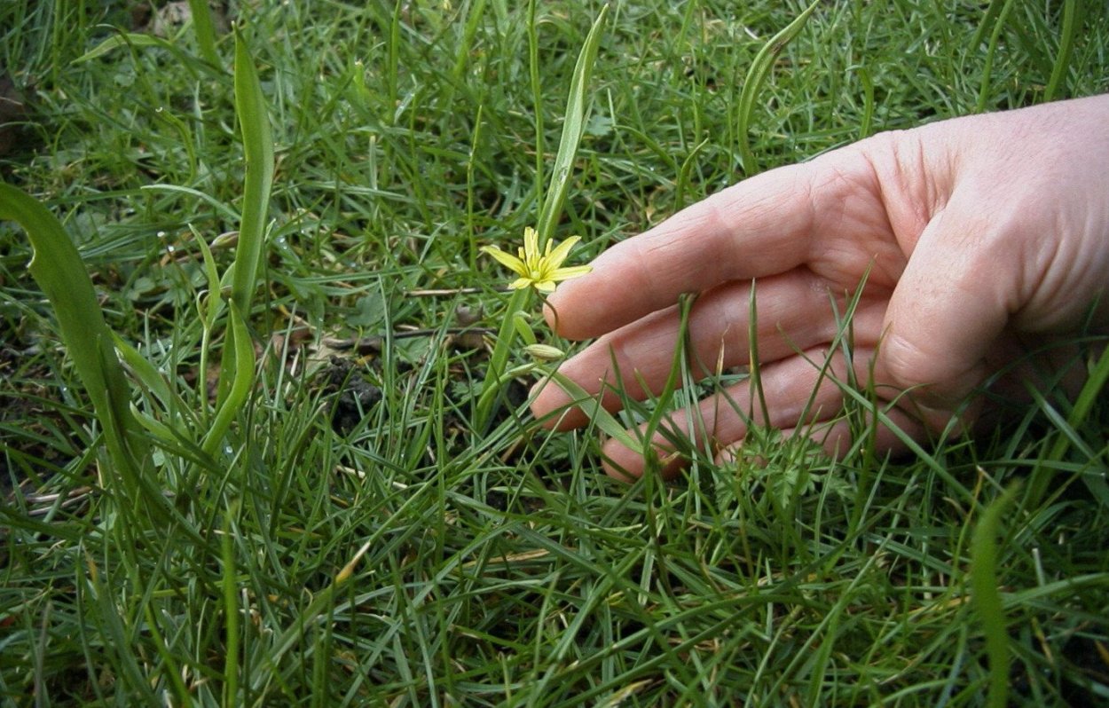 Низкорослая трава гусятник