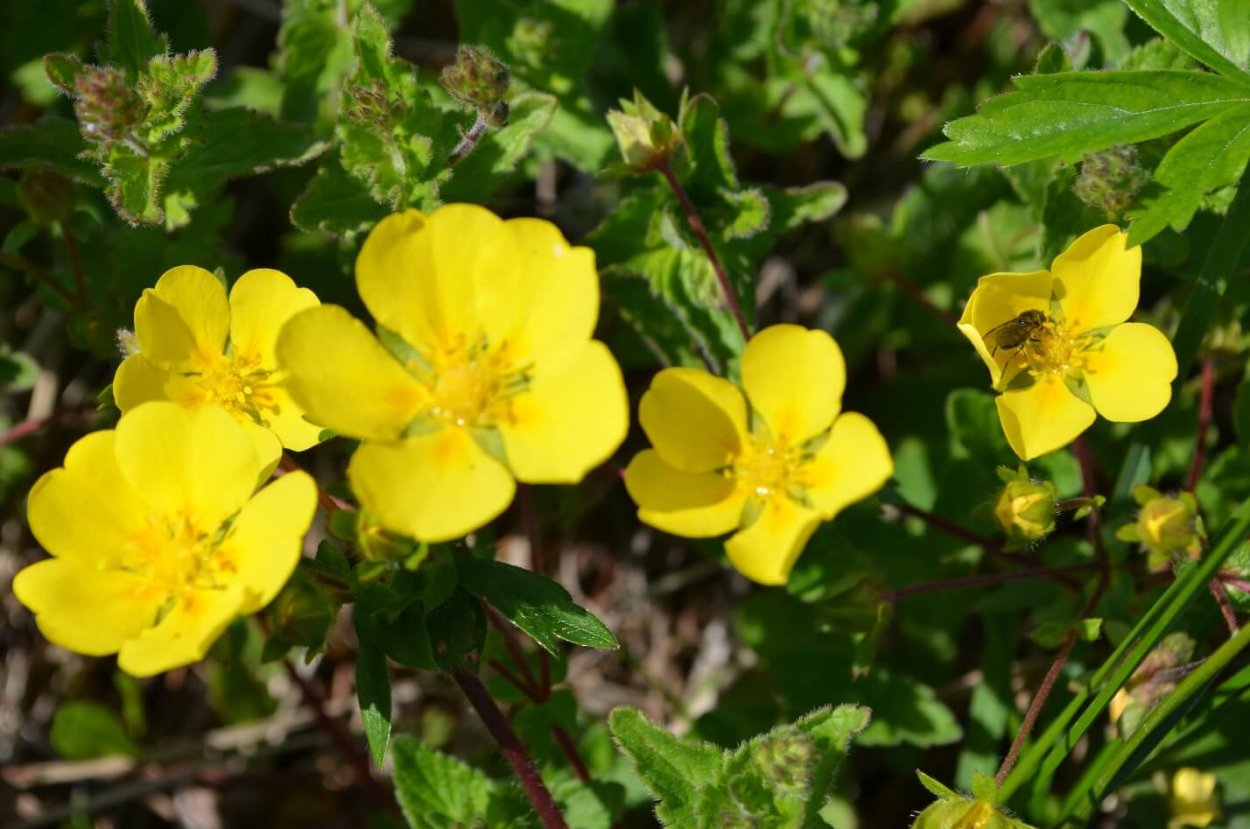 Лапчатка Алтайская