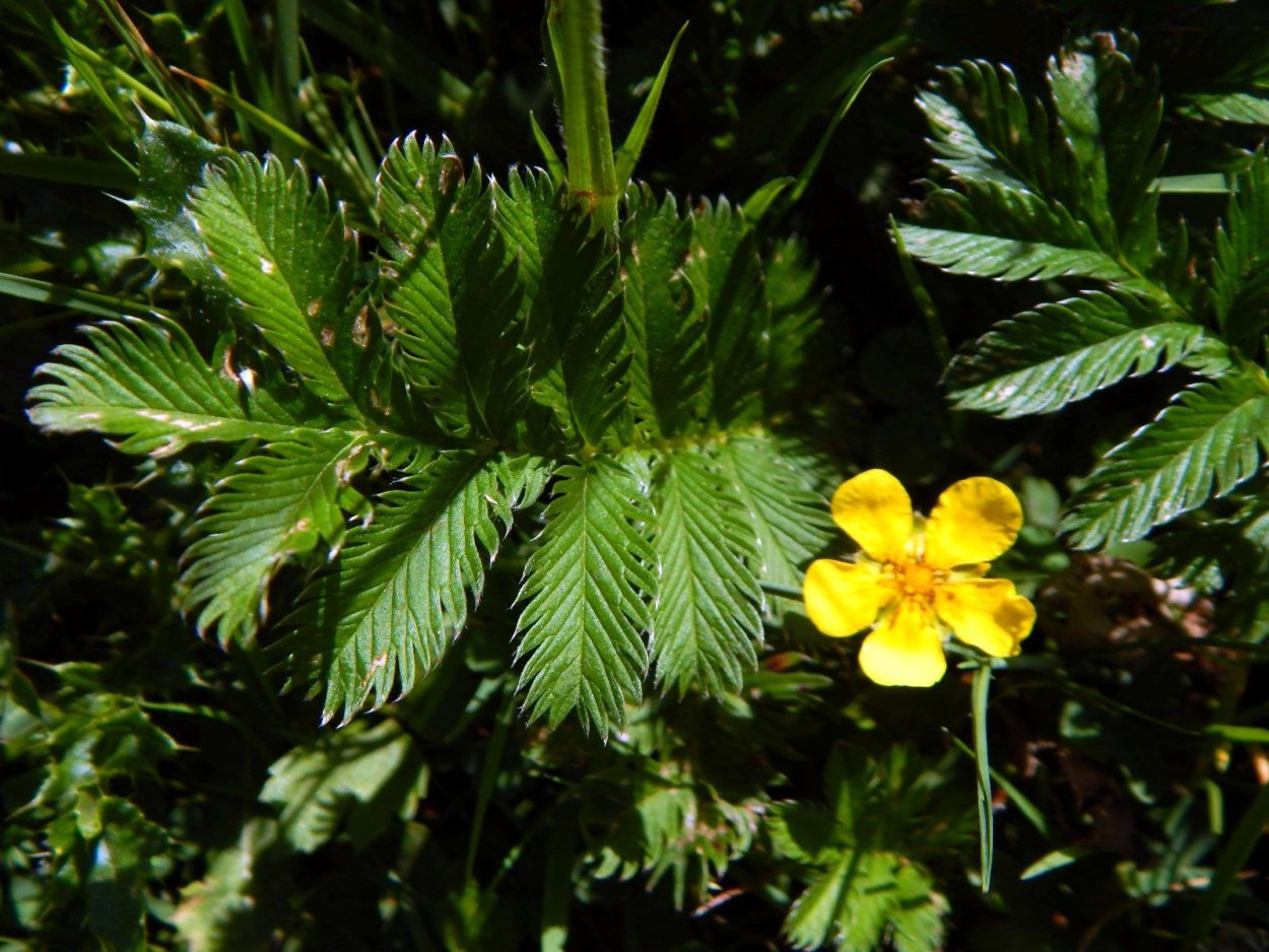 Лапчатка гусиная (Potentilla anserina)