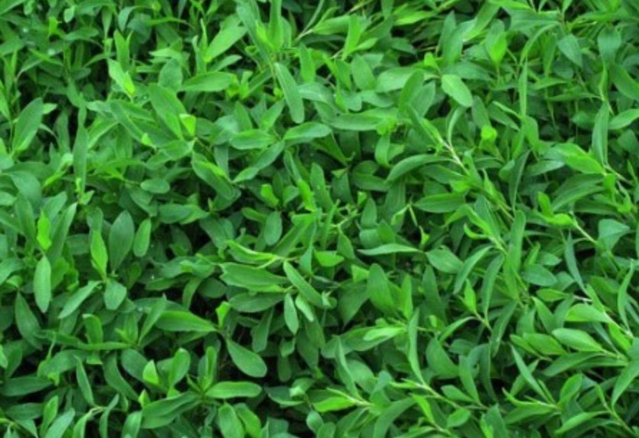 Спорыш трава семена