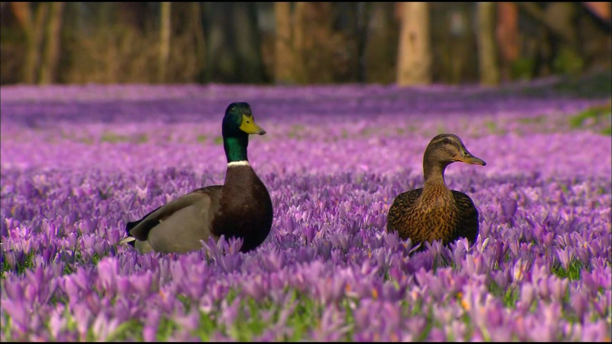 Уточки весной