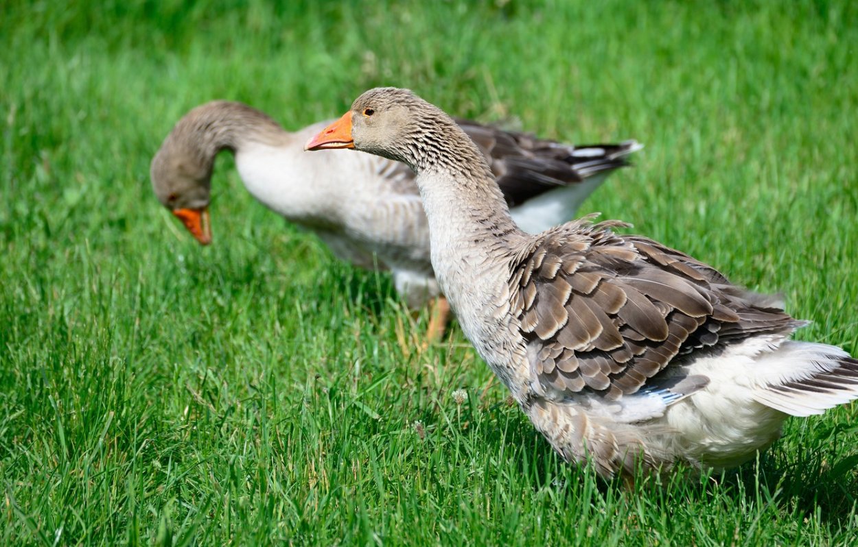 Гусята с гусыней и гусаком