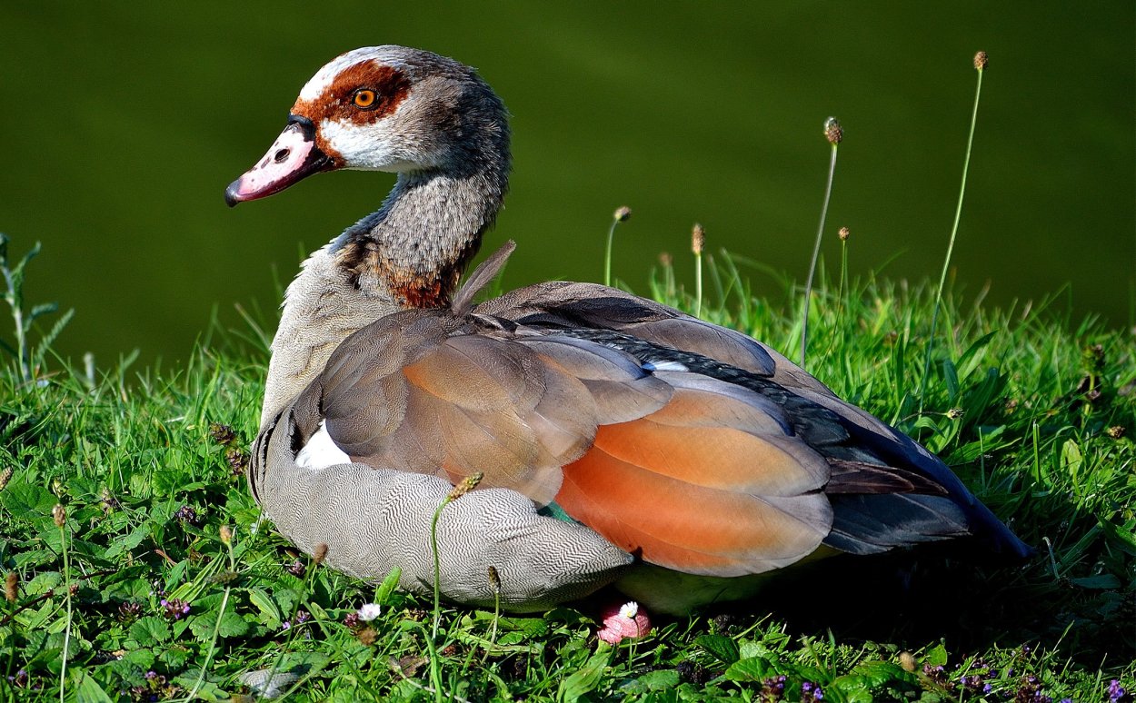 Пеганка утка