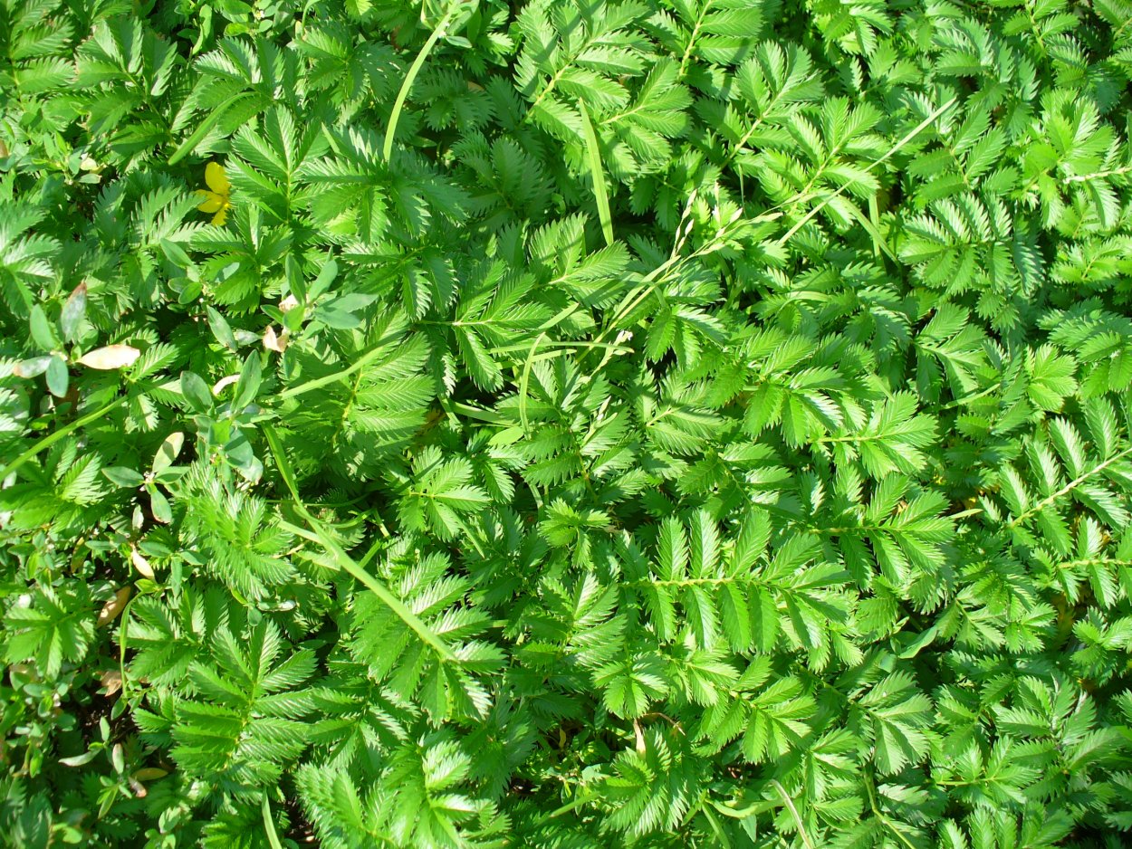 Гуси в парке