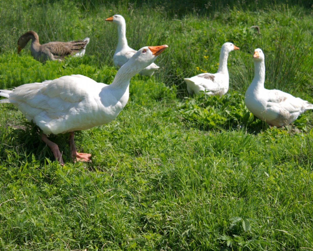 Лапчатка гусиная