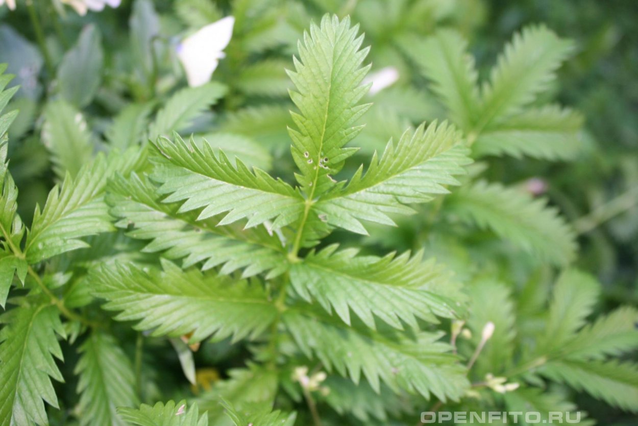 Гусиные лапки растение сухое