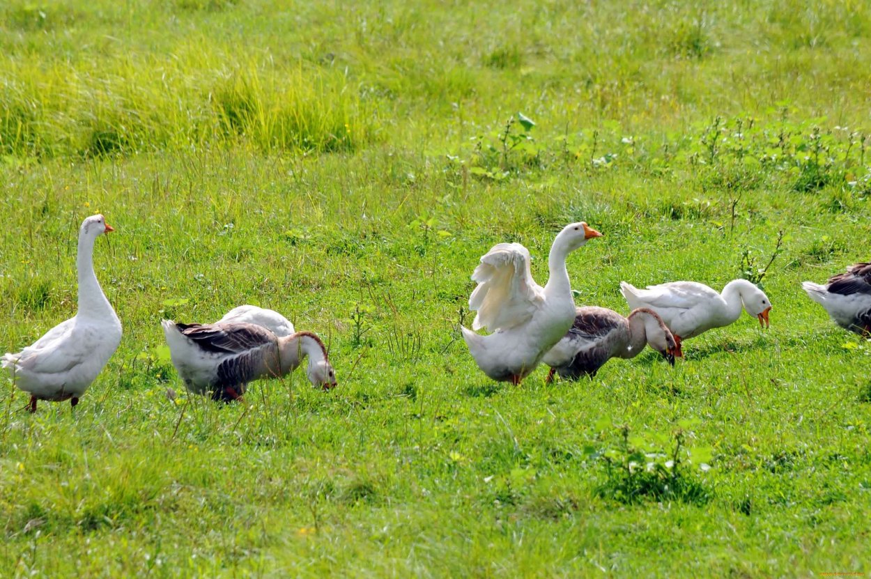 Гуси на пастбище