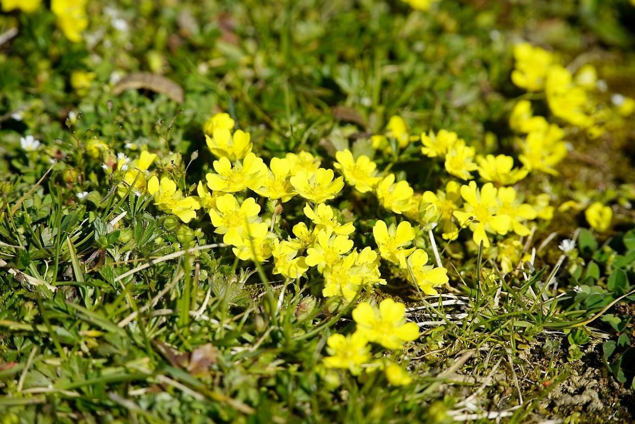 Лапчатка гусиная спорыш