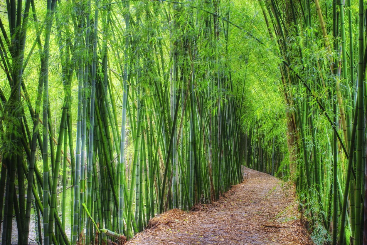 Бамбуковая роща в Китае