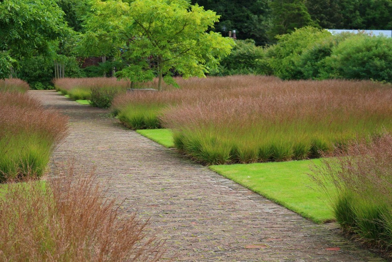 Щучка дернистая 'Pixie Fountain'