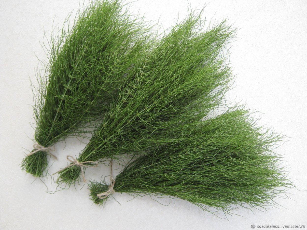 Листья триферн Флорида