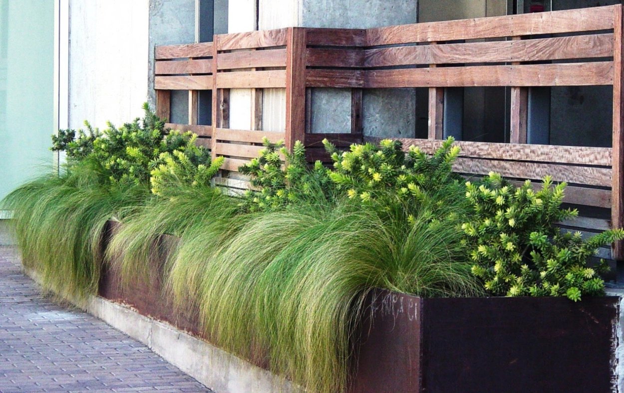 Молиния в контейнерном озеленении