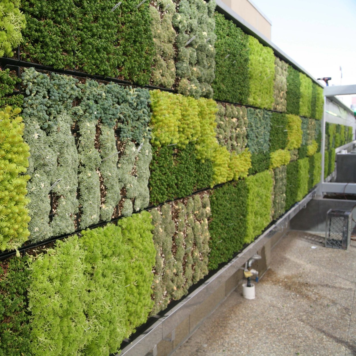 Вертикальное Озеленение забора