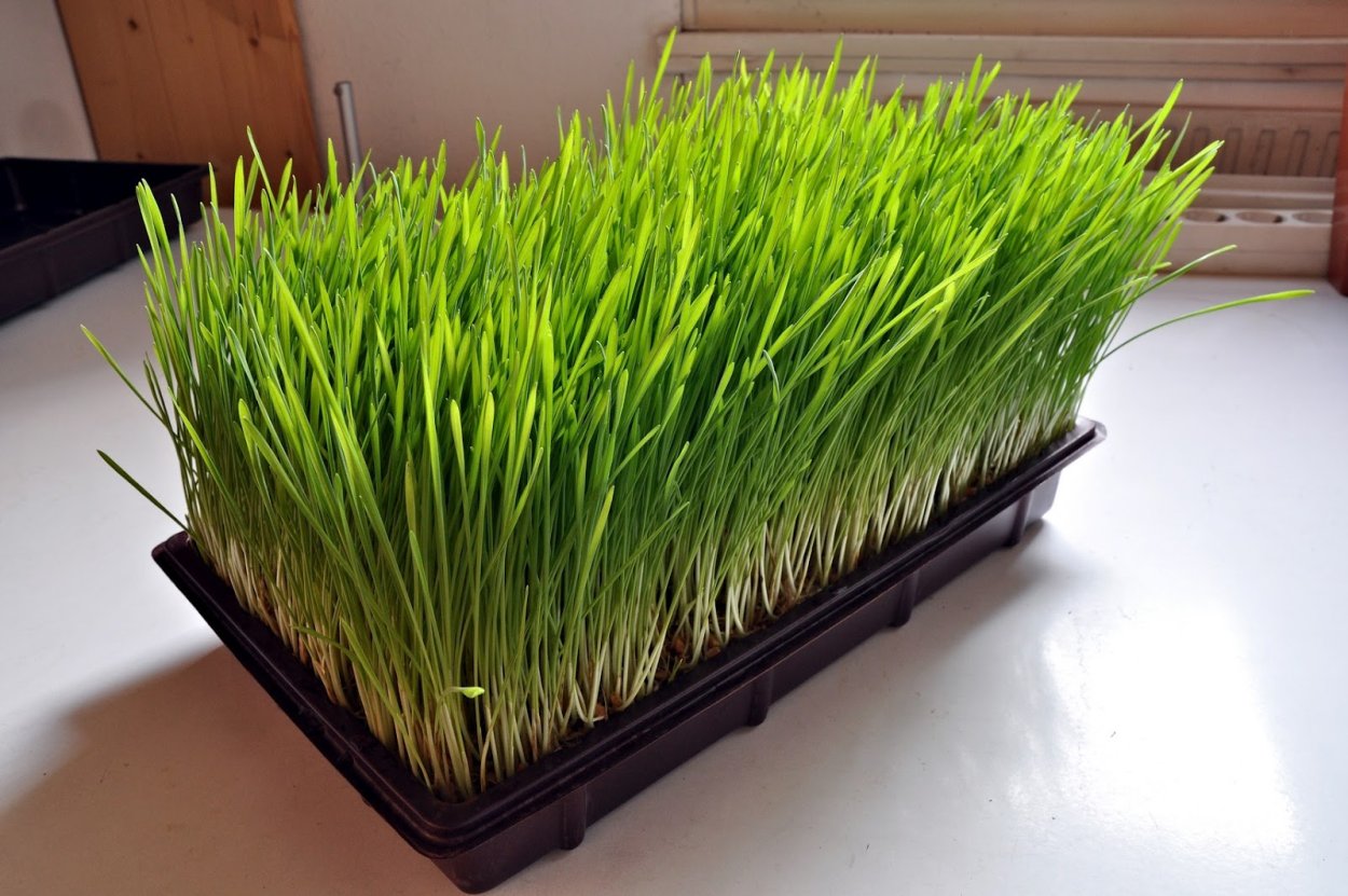 Трава на подложке