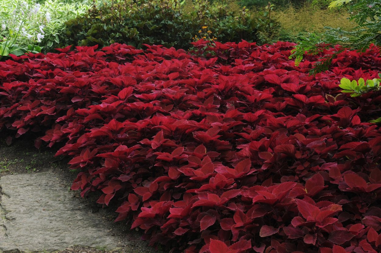 Колеус Редхед