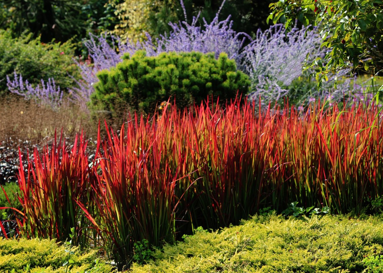 Императа цилиндрическая (Imperata cylindrica 'Red Baron')