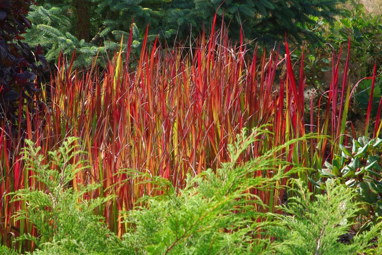 Императа цилиндрическая ред Барон (Imperata cylindrica Red Baron)
