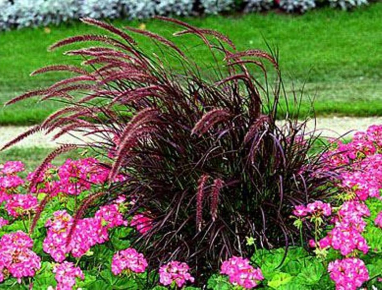 Пеннисетум на клумбе