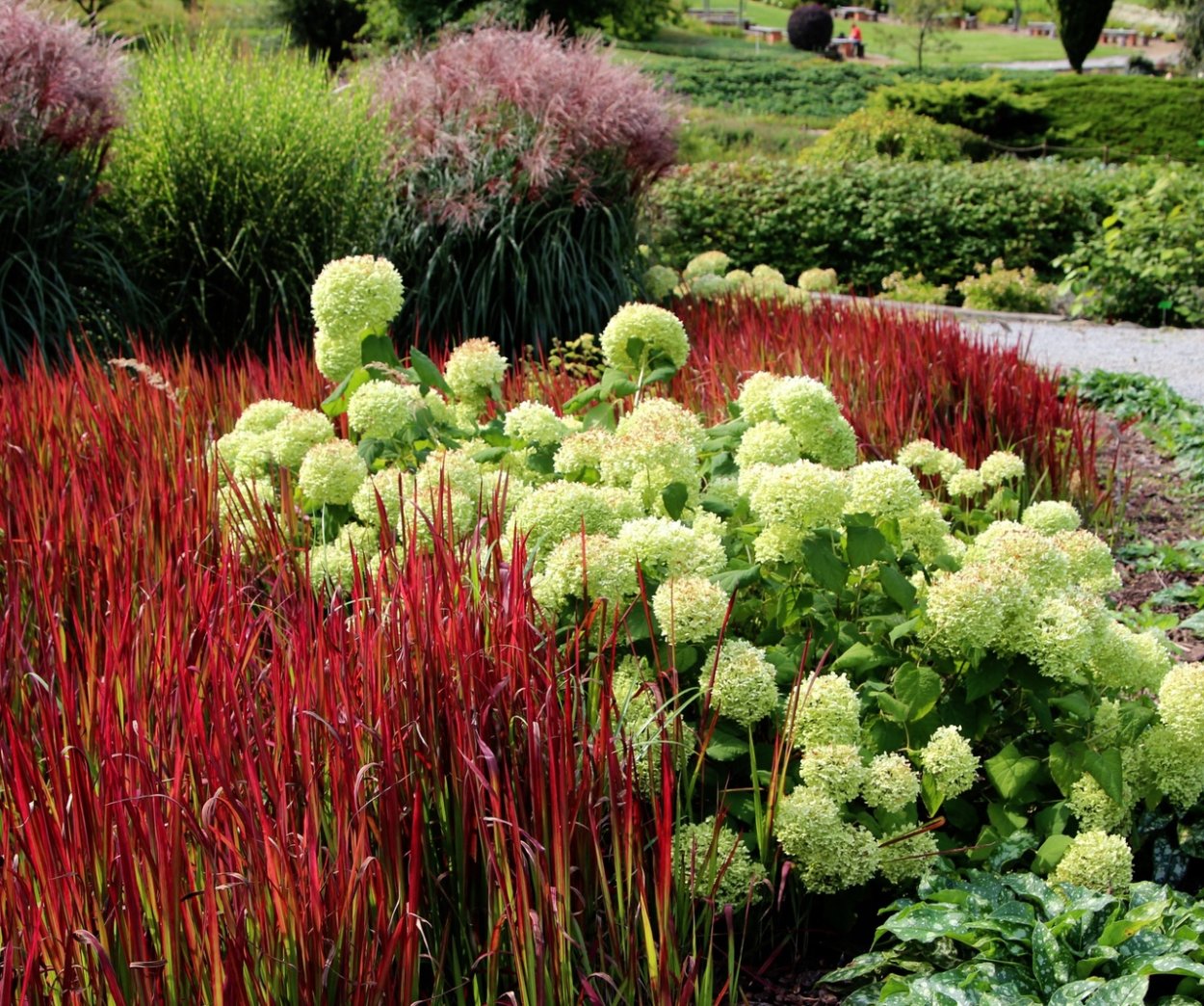 Императа цилиндрическая ред Барон