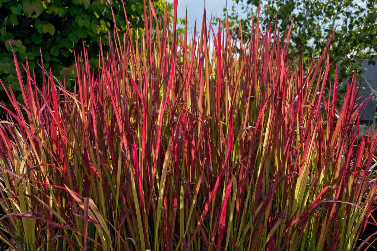 Императа цилиндрическая Red Baron