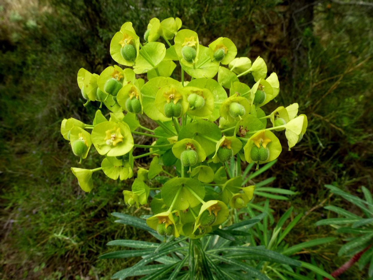 Молочай Euphorbia seguieriana