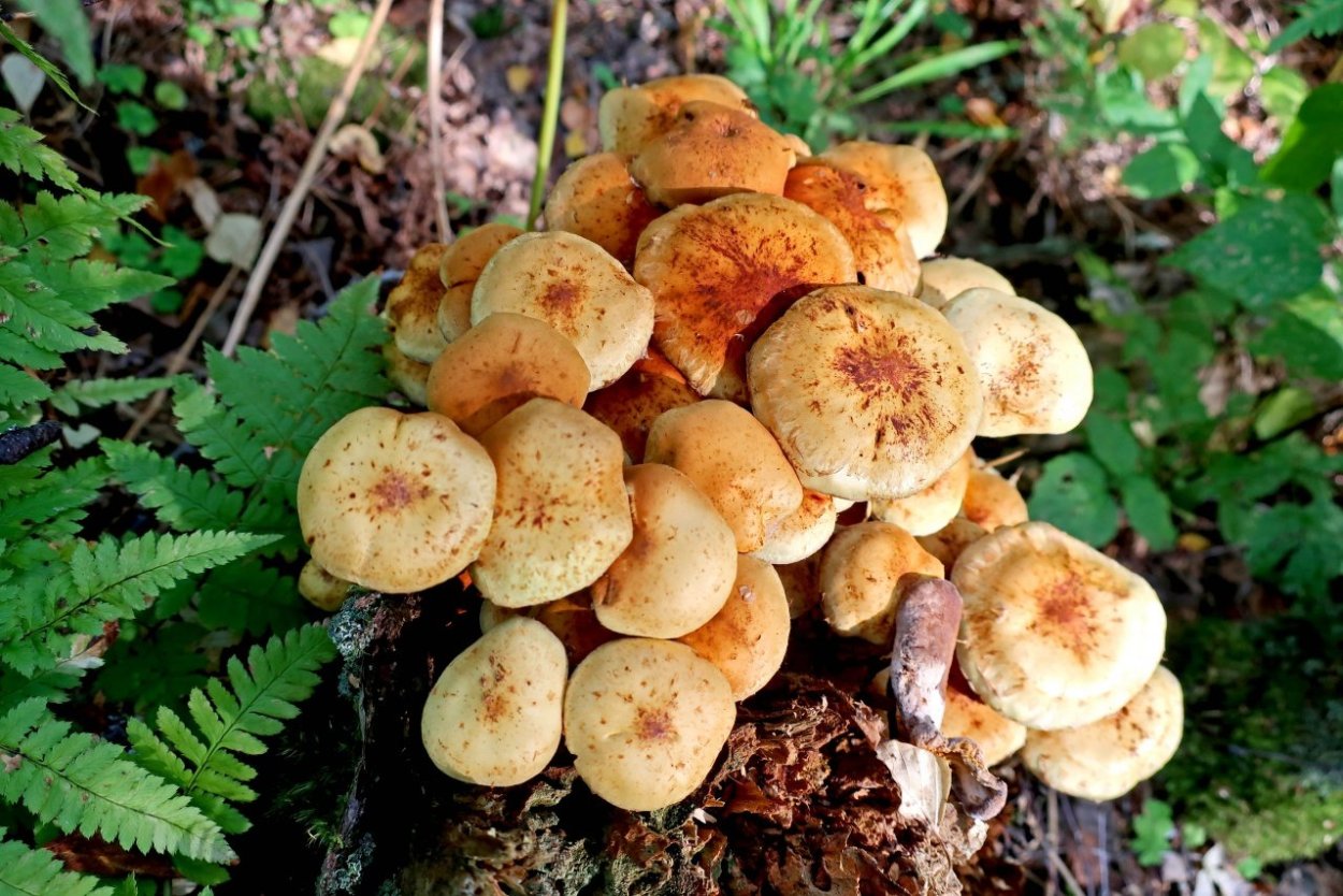 Чешуйчатка огневка