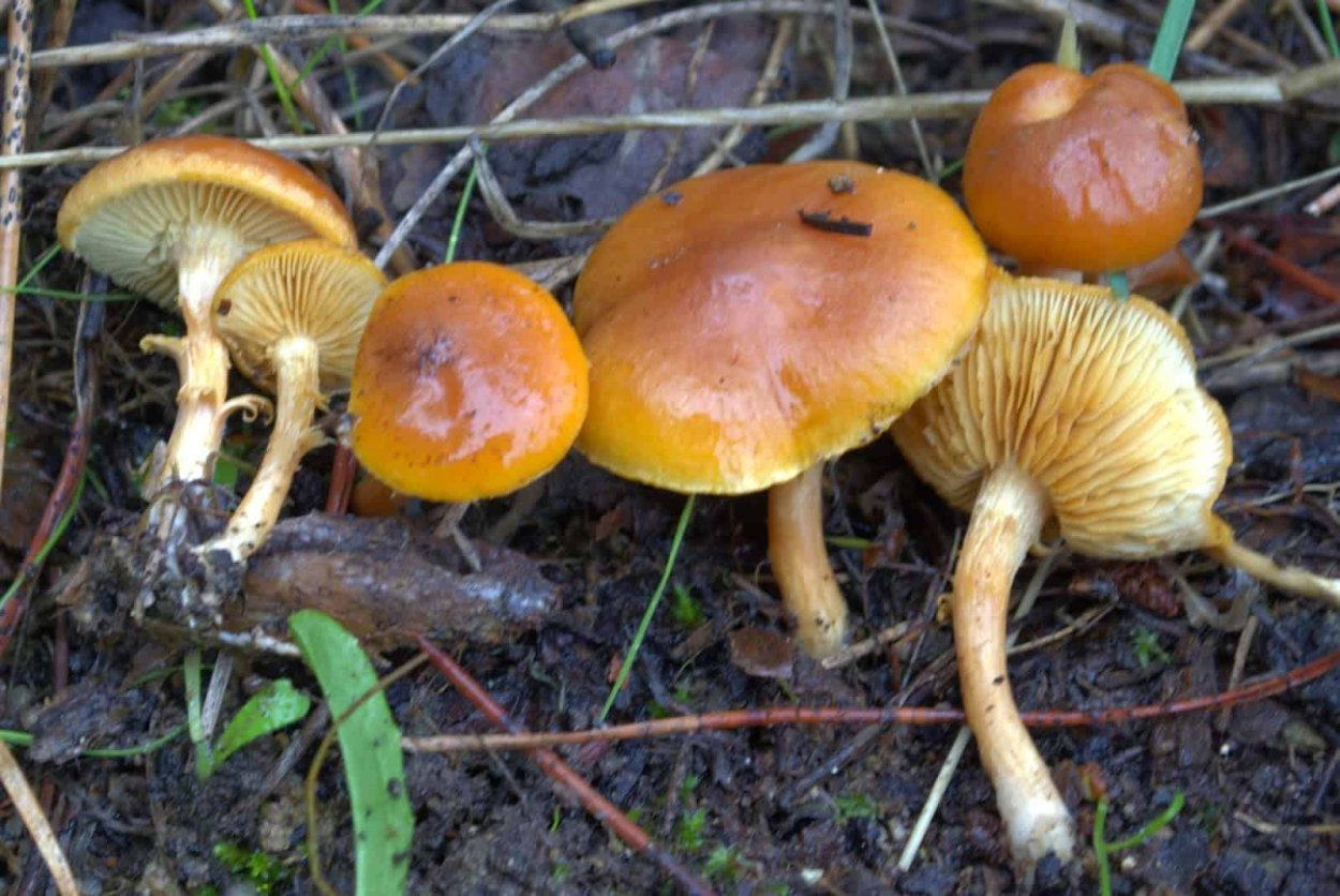 Гимнопил желтопластинчатый