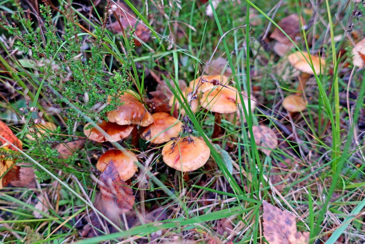 Огневка Ольховая