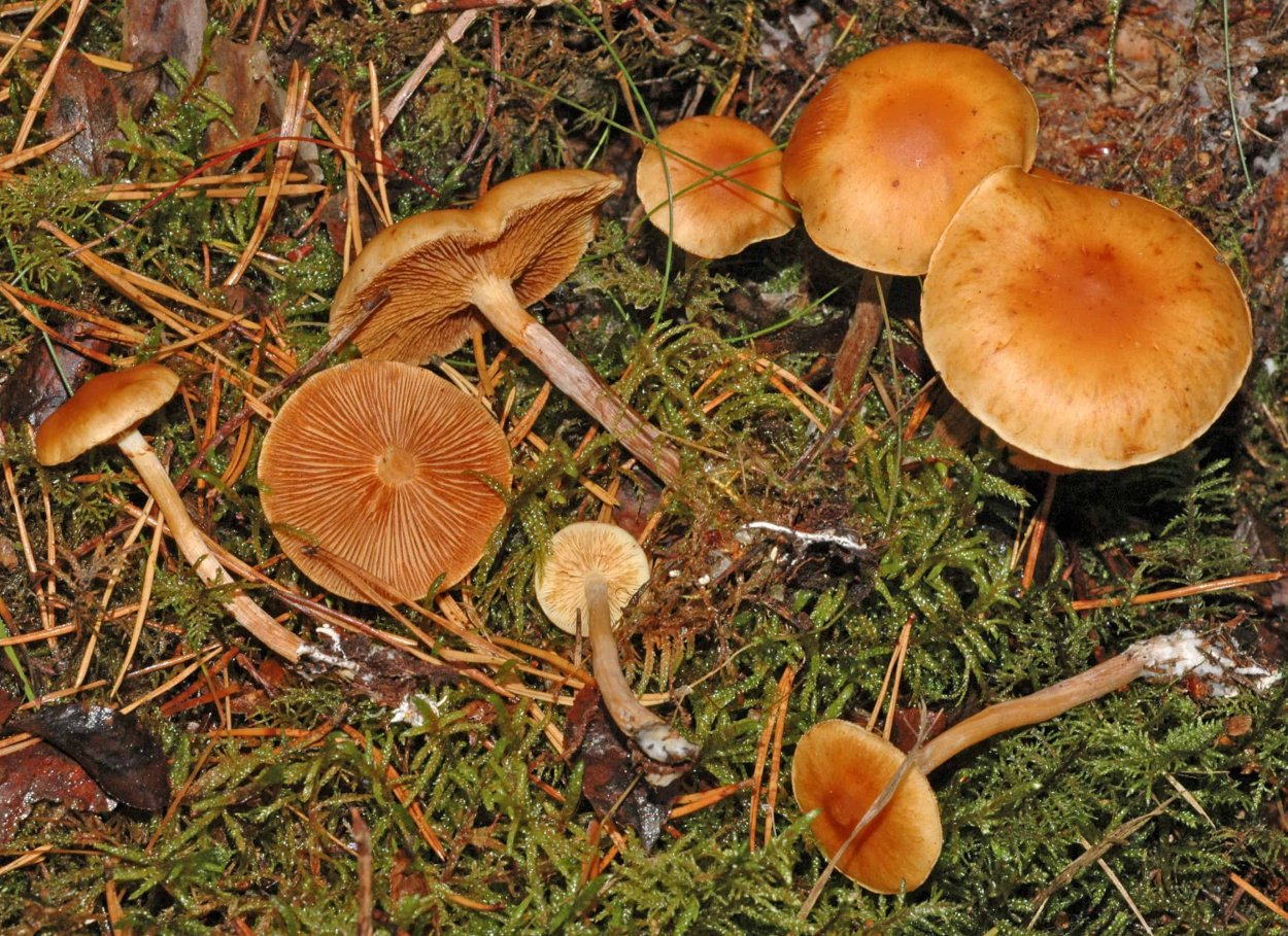 Гимнопил проникающий Gymnopilus penetrans