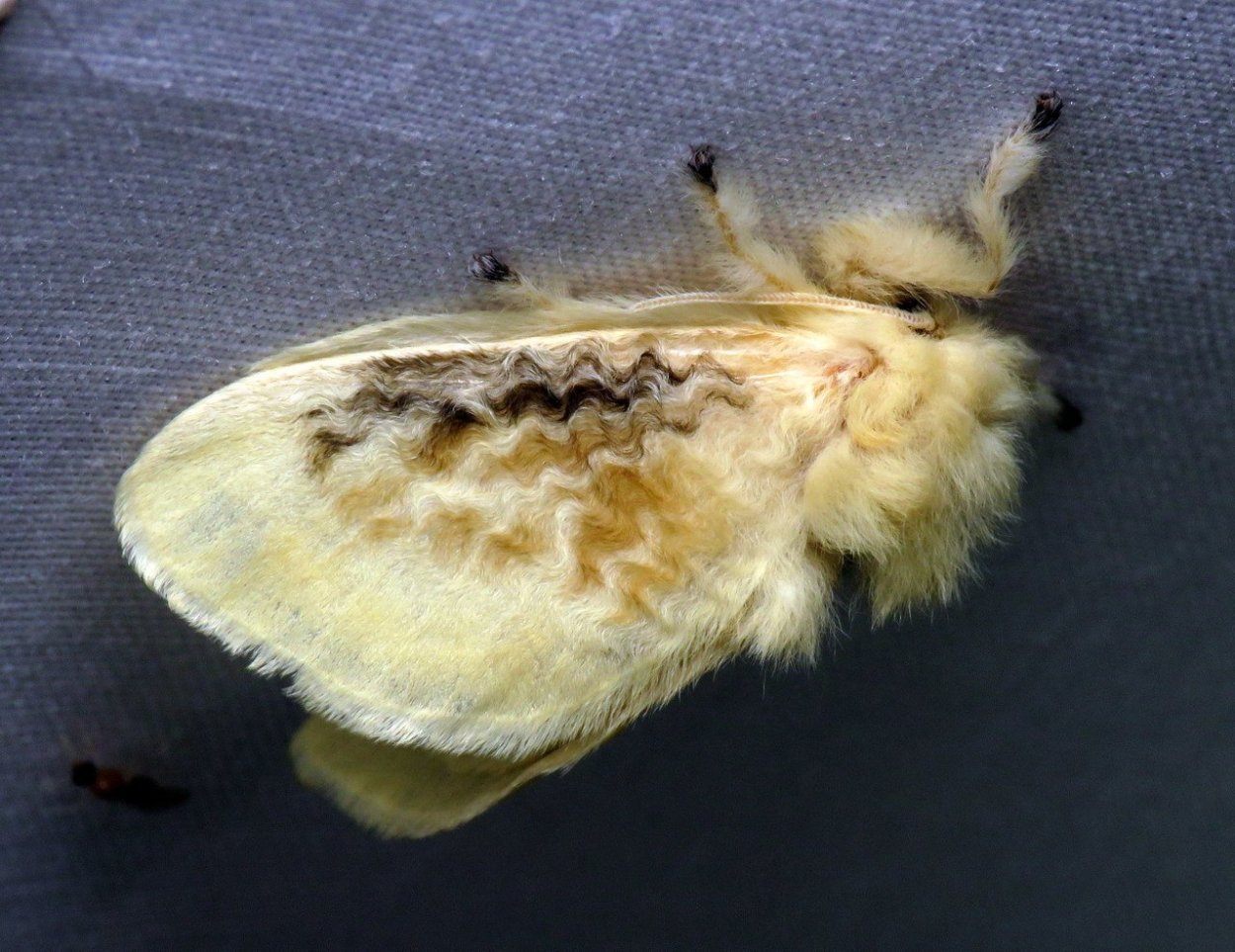 Чешуйчатка Ольховая съедобная