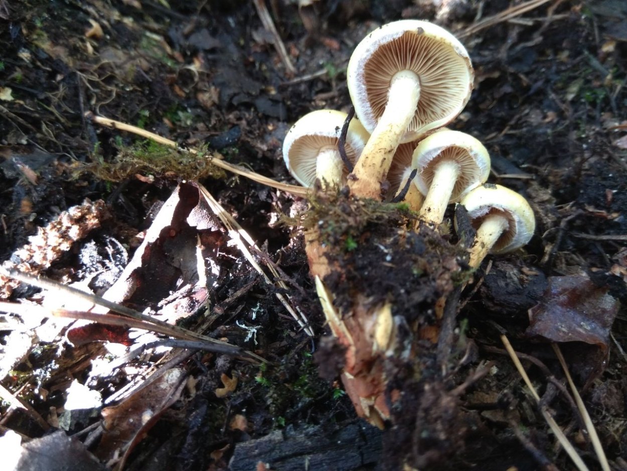 Будешь гриб