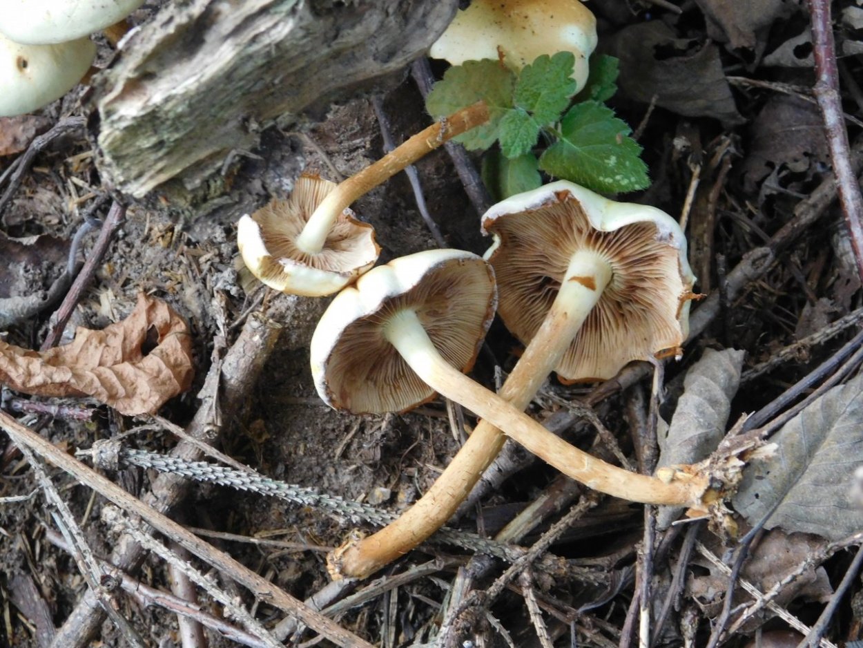 Чешуйчатка Ольховая гриб